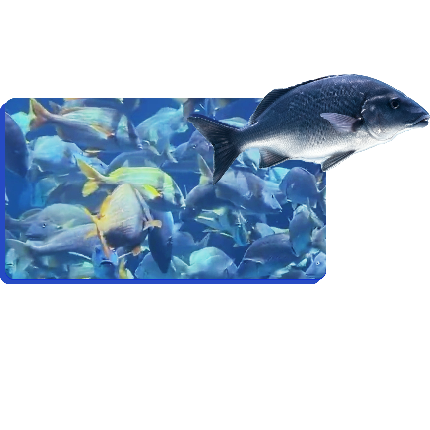 深海鱼蛋白肽